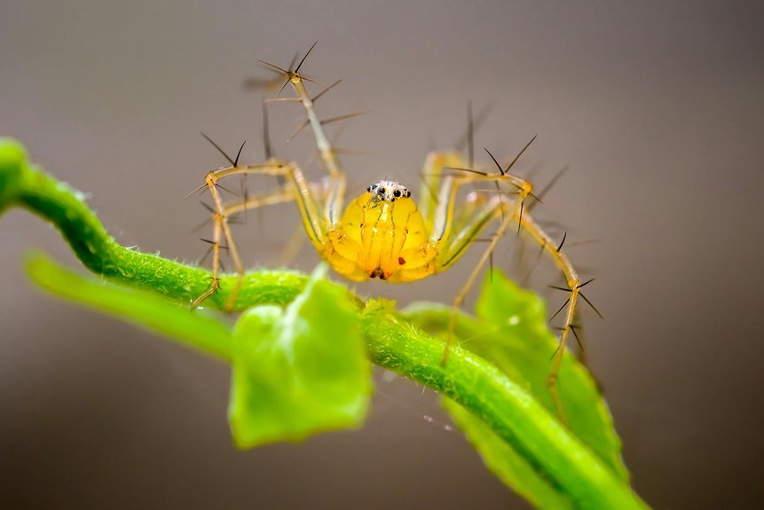 most deadly spider species